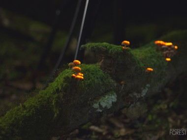 Bioluminescent forest – WIP