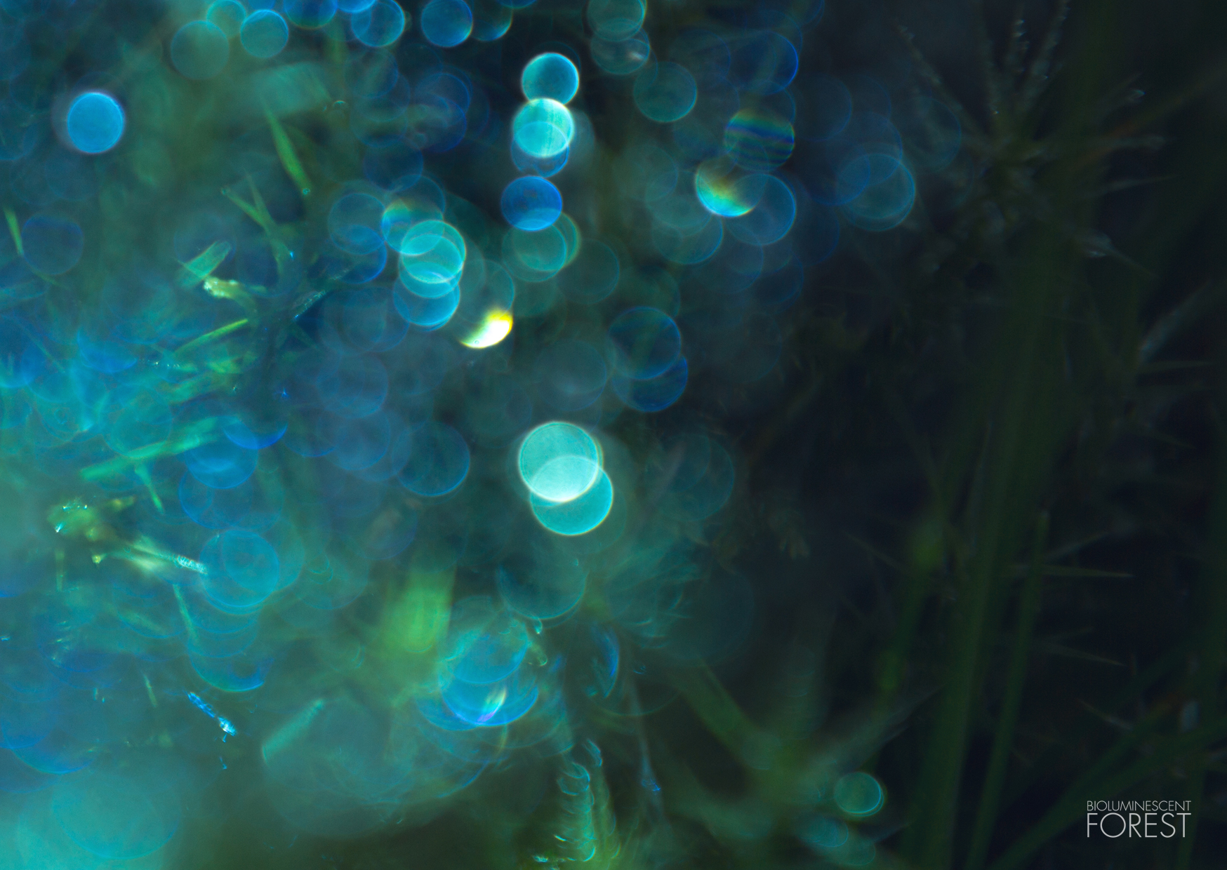 Bioluminescent forest – blurry_lights