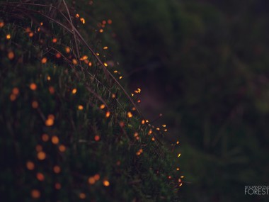 Bioluminescent forest – moss_dots