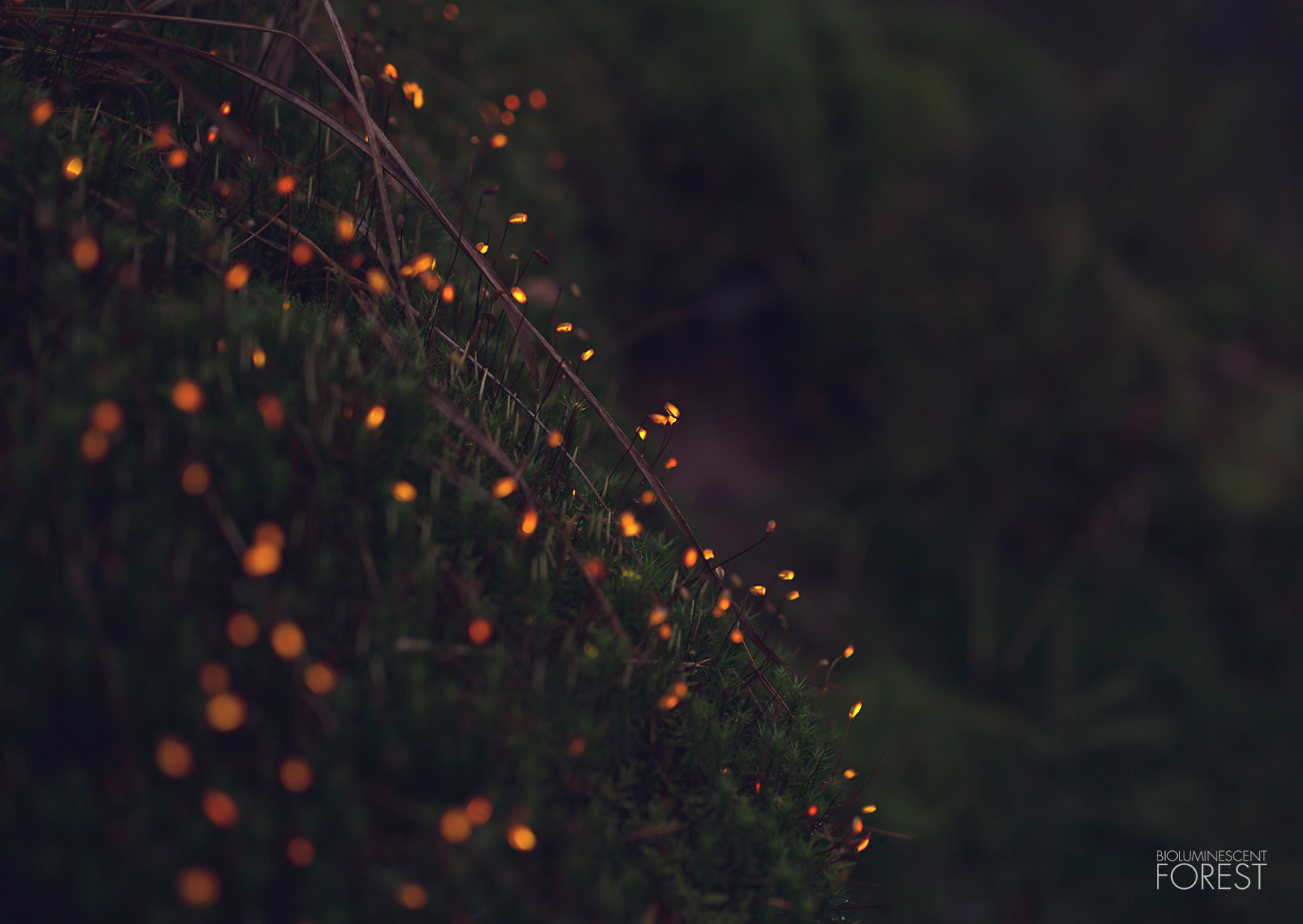 Bioluminescent forest – moss_dots