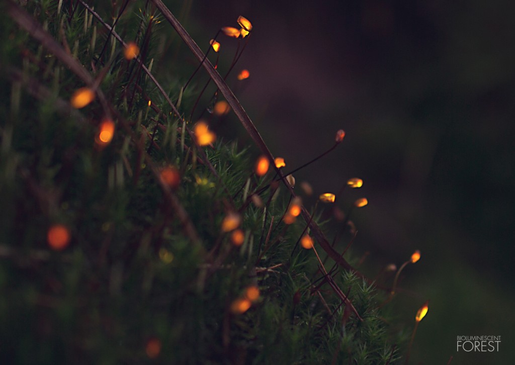 Bioluminescent forest - moss_dots_closeup