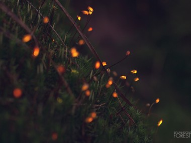 Bioluminescent forest – moss_dots_closeup