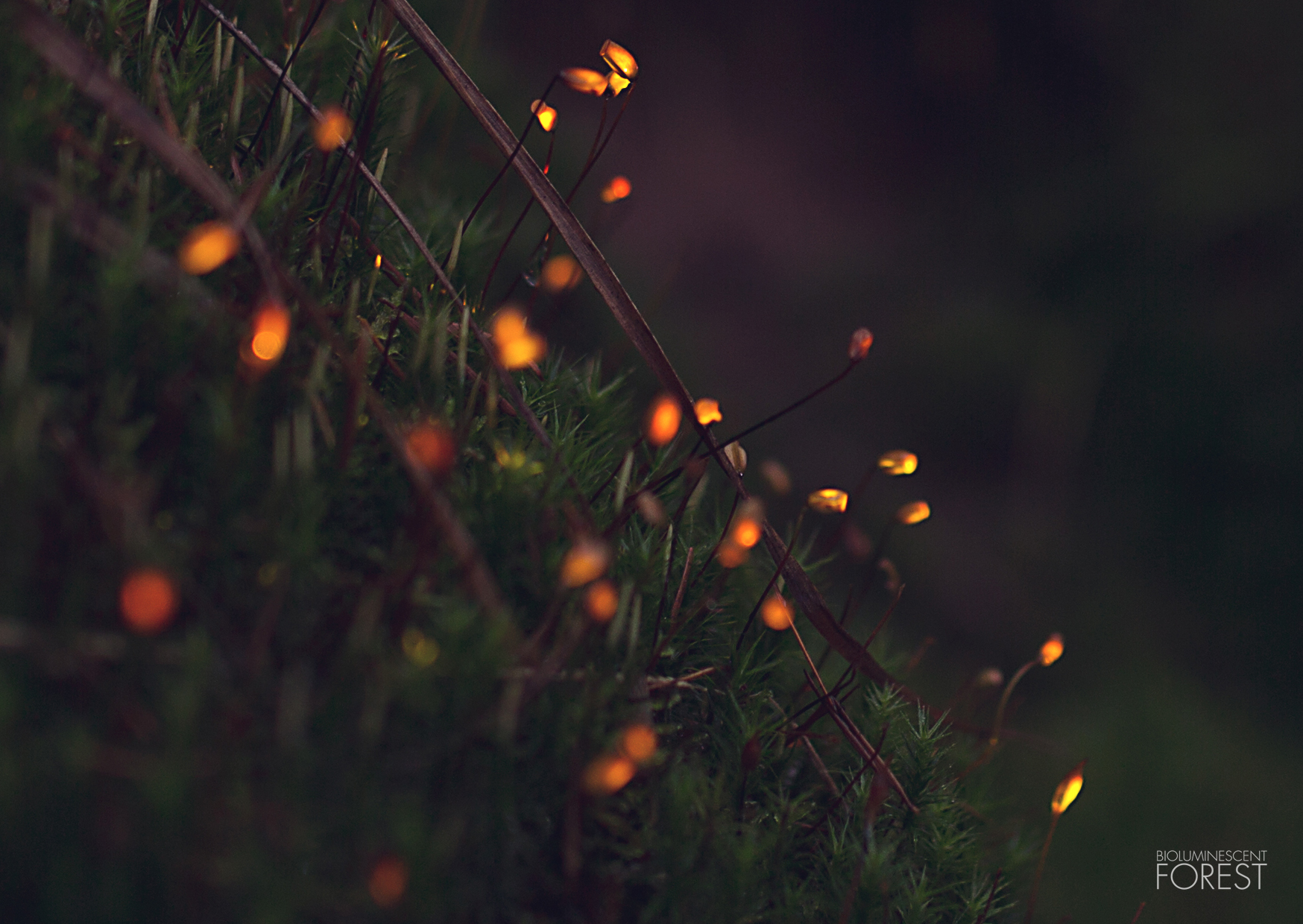Bioluminescent forest – moss_dots_closeup