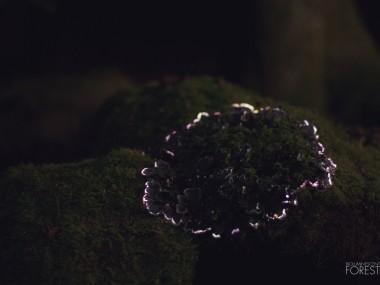 Bioluminescent forest – mushroom_round_02