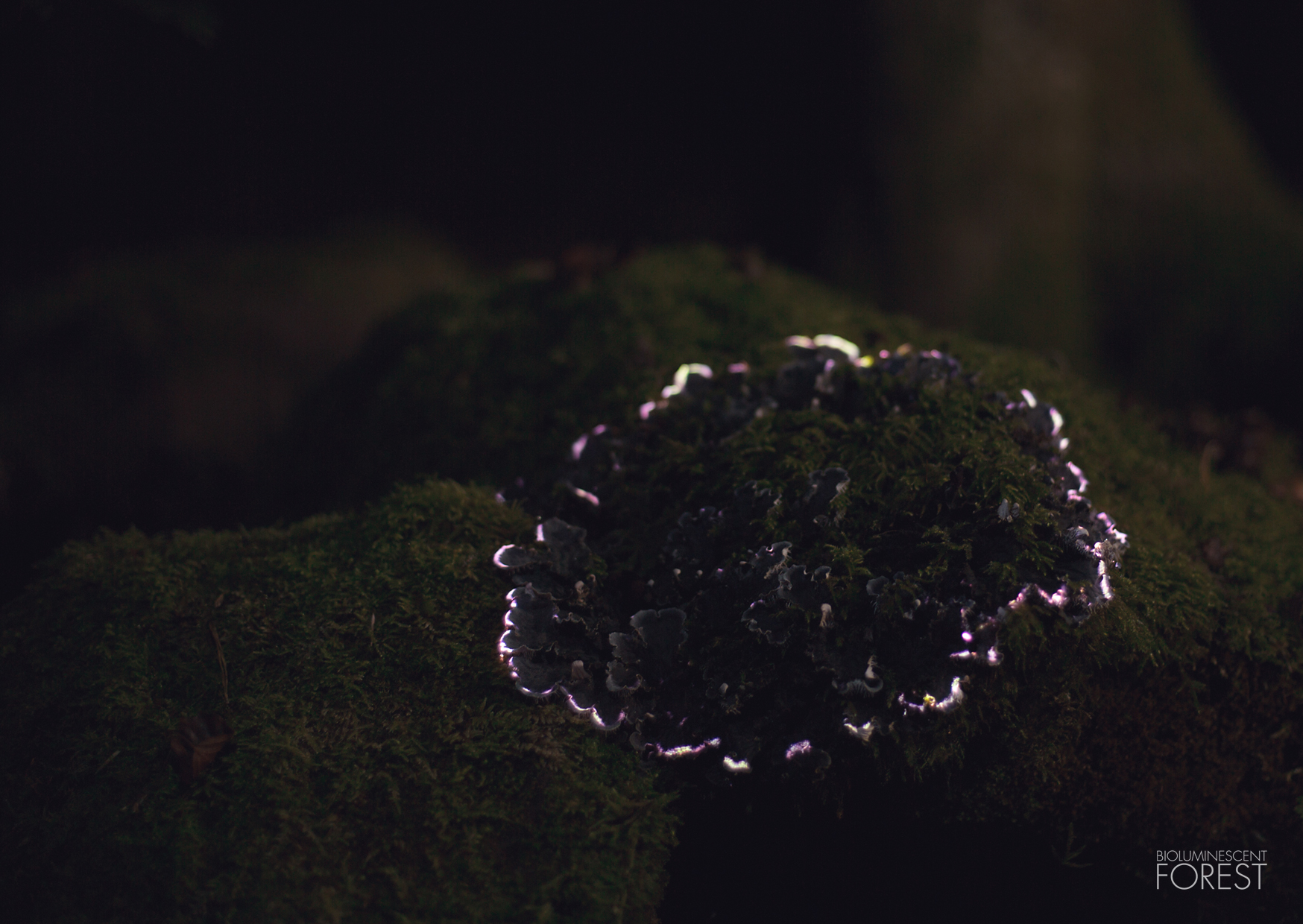 Bioluminescent forest – mushroom_round_02