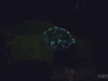 Bioluminescent forest – mushroom_round_03