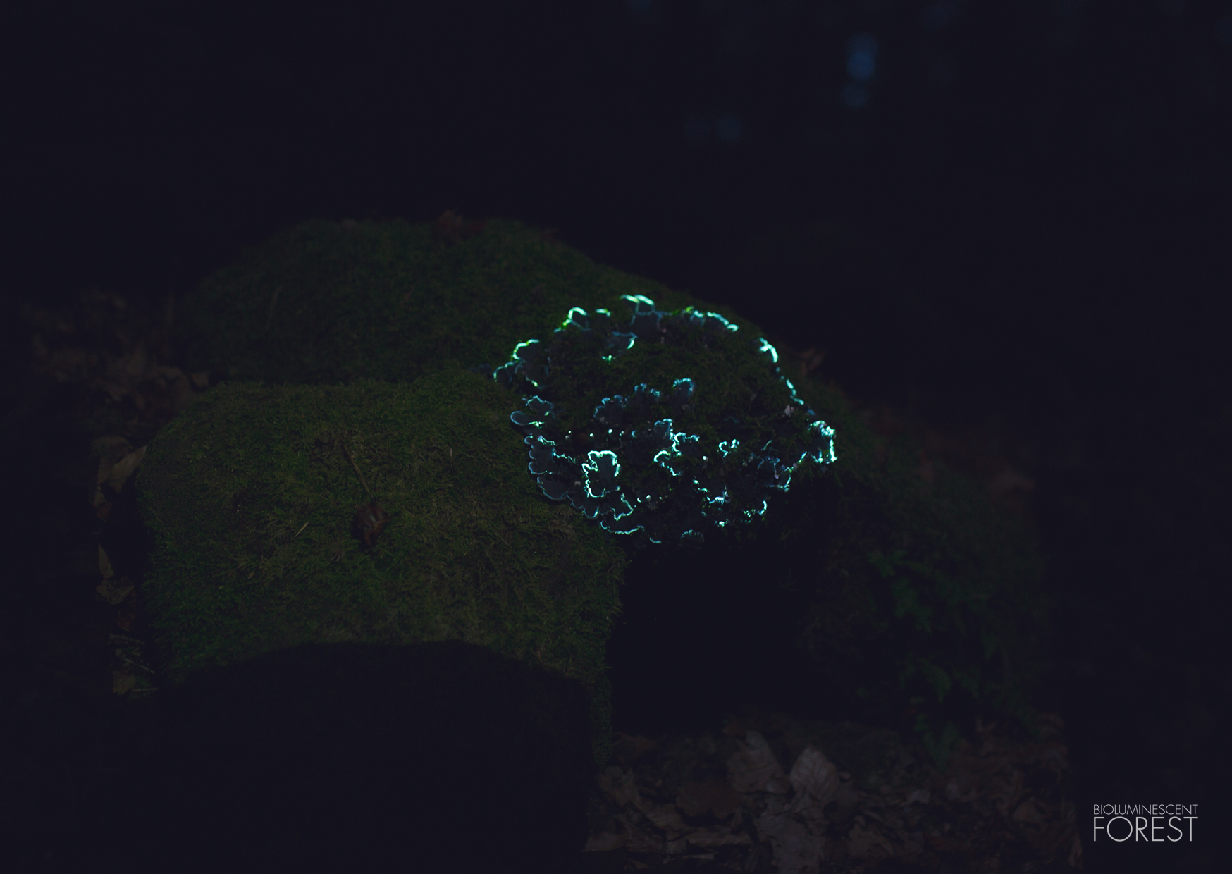 Bioluminescent forest – mushroom_round_03