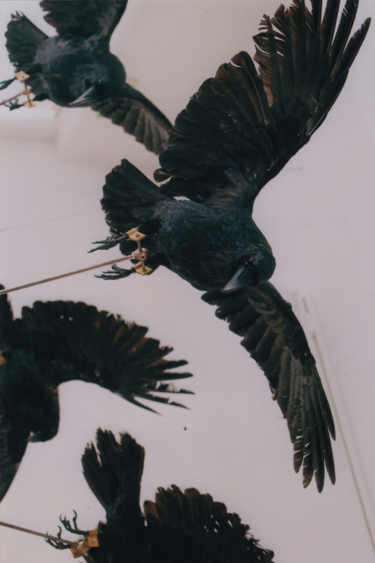 Crow – Christian-Pontus Andersson – sculpture detail