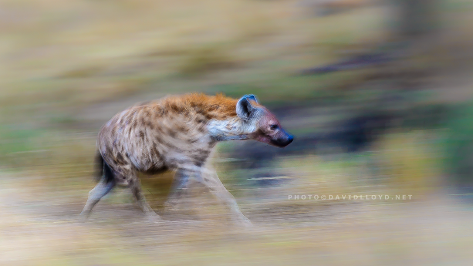 David Lloyd – photo hyenne