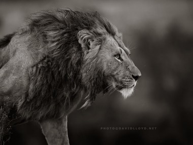 David Lloyd – photo lion