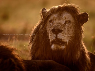 David Lloyd – photo lion kenya