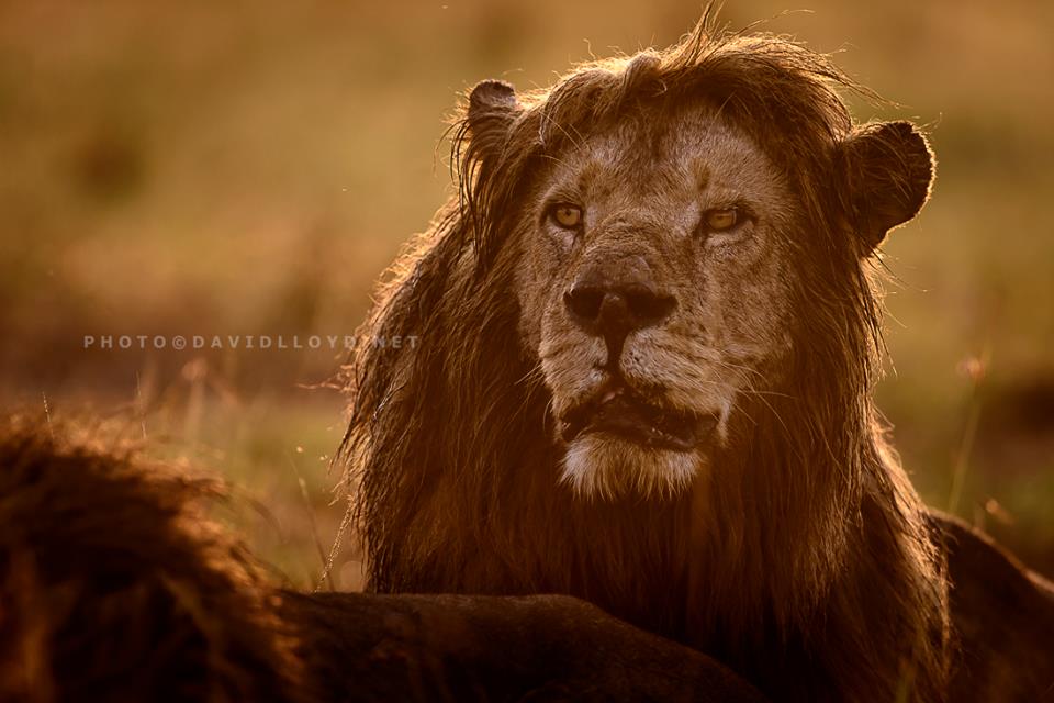 David Lloyd – photo lion kenya