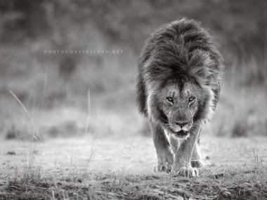 David Lloyd – photo lion