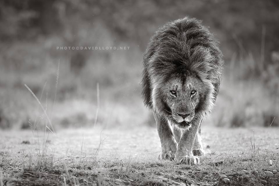 David Lloyd – photo lion