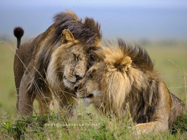 David Lloyd – photo lion