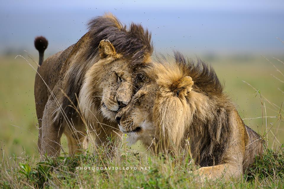 David Lloyd – photo lion
