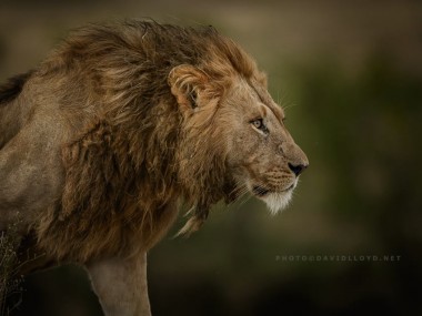 David Lloyd – photo lion