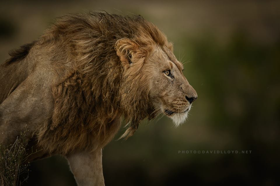 David Lloyd – photo lion