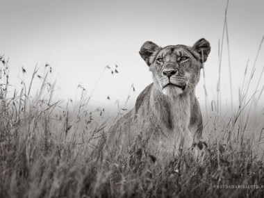 David Lloyd – photo lionne wild life