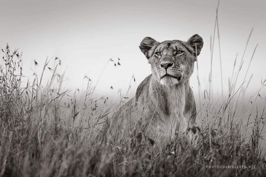 David Lloyd – photo lionne wild life