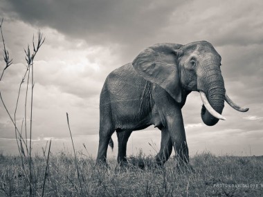 David Lloyd – photography elephant wild life