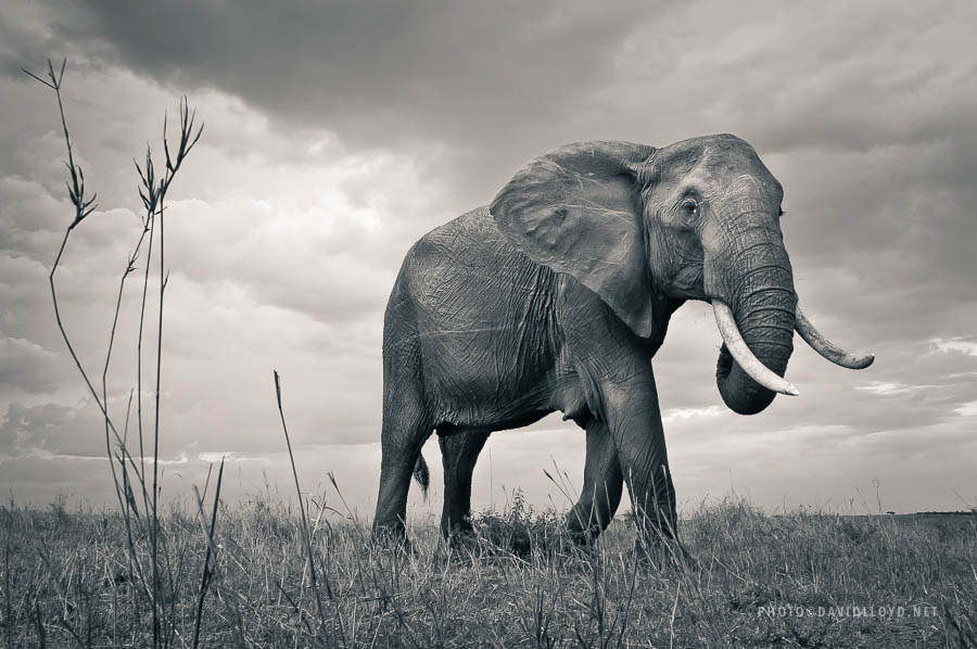David Lloyd – photography elephant wild life