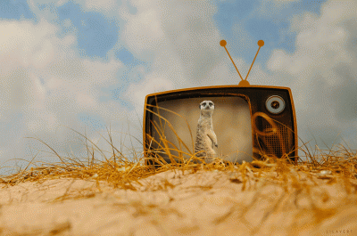 Sentinelle du desert – Cinemagraph