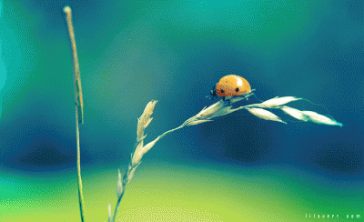Ladybug cinemagraph ©LilaVert