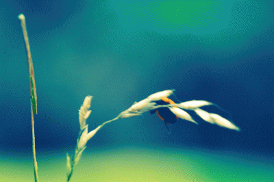 Ladybug in the wind – Cinemagraph ©LilaVert