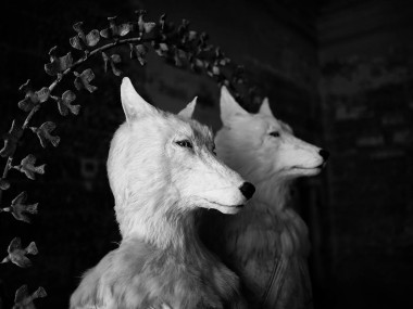 Pierre Sgamma – sculptures – les loups blancs