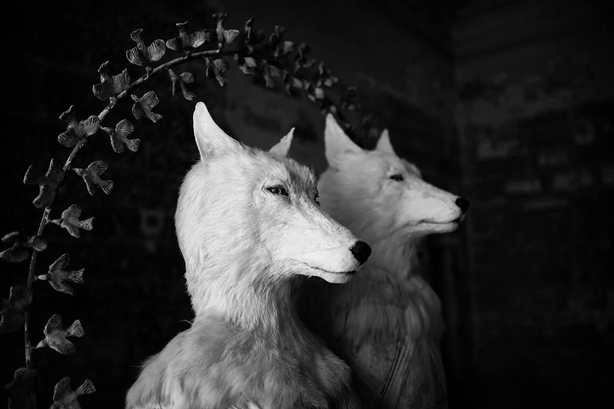 Pierre Sgamma – sculptures – les loups blancs