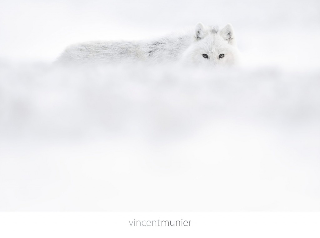 Video Arctique - Vincent Munier - Photographer