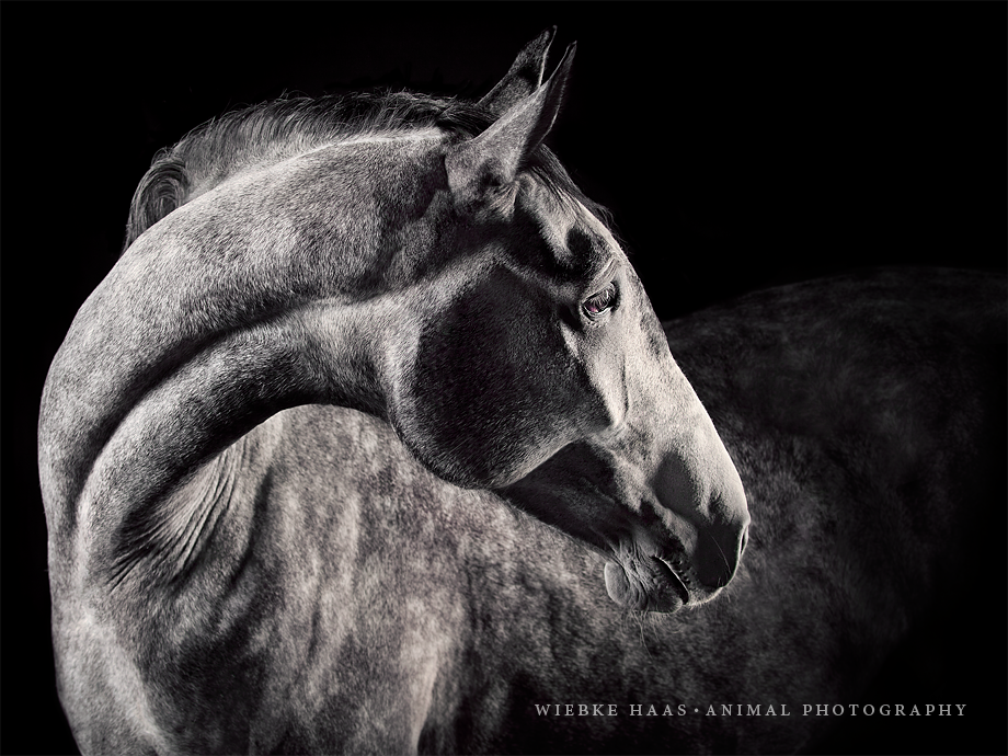 Magnifique photographie equine Wiebke Haas