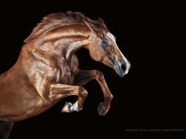 Magnifique photographie equine Wiebke Haas