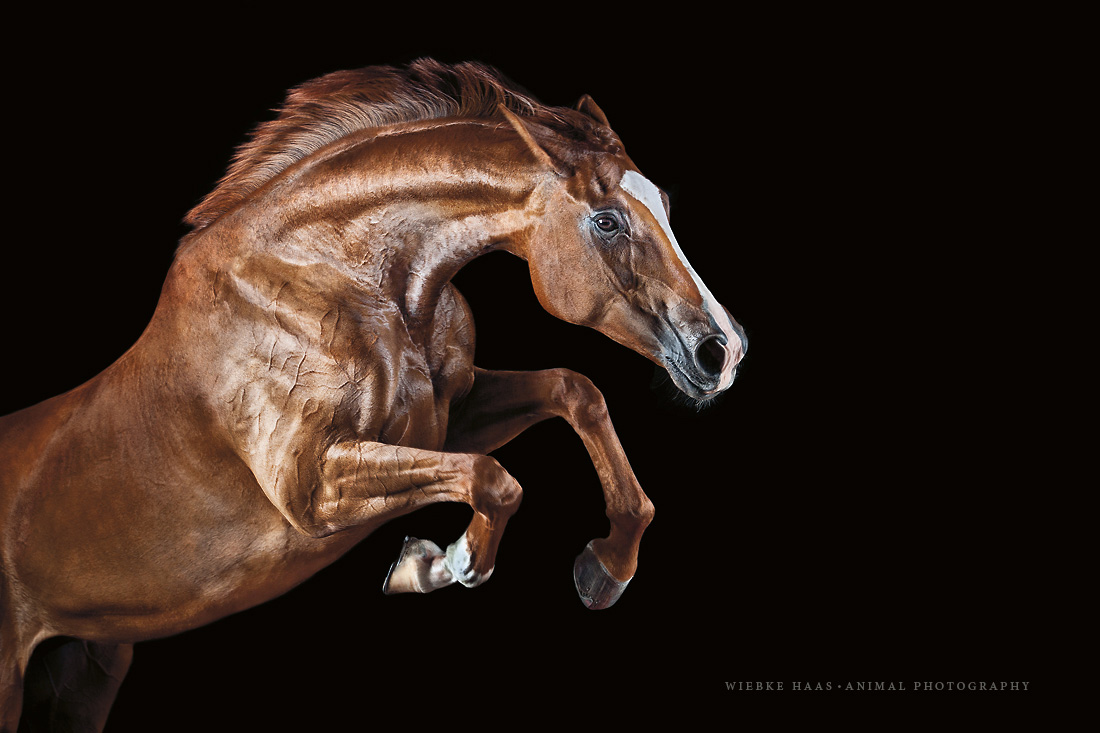 Magnifique photographie equine Wiebke Haas