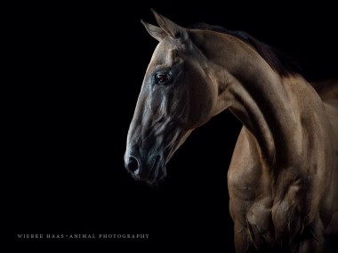 Magnifique photographie equine Wiebke Haas