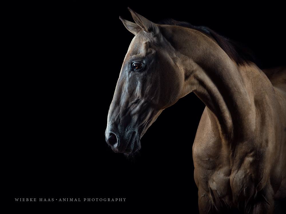 Magnifique photographie equine Wiebke Haas