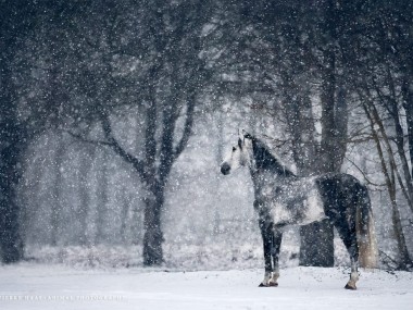 Photographie equine Wiebke Haas