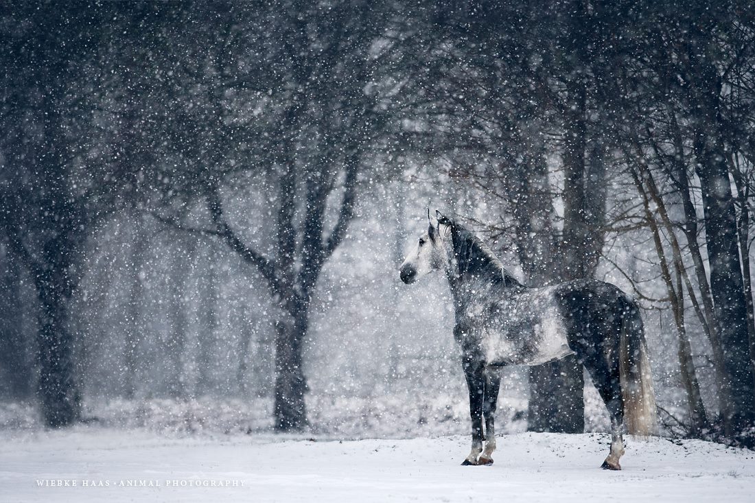 Photographie equine Wiebke Haas