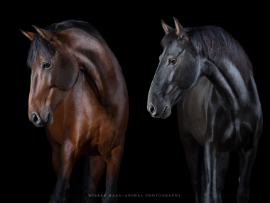 Photographie equine Wiebke Haas