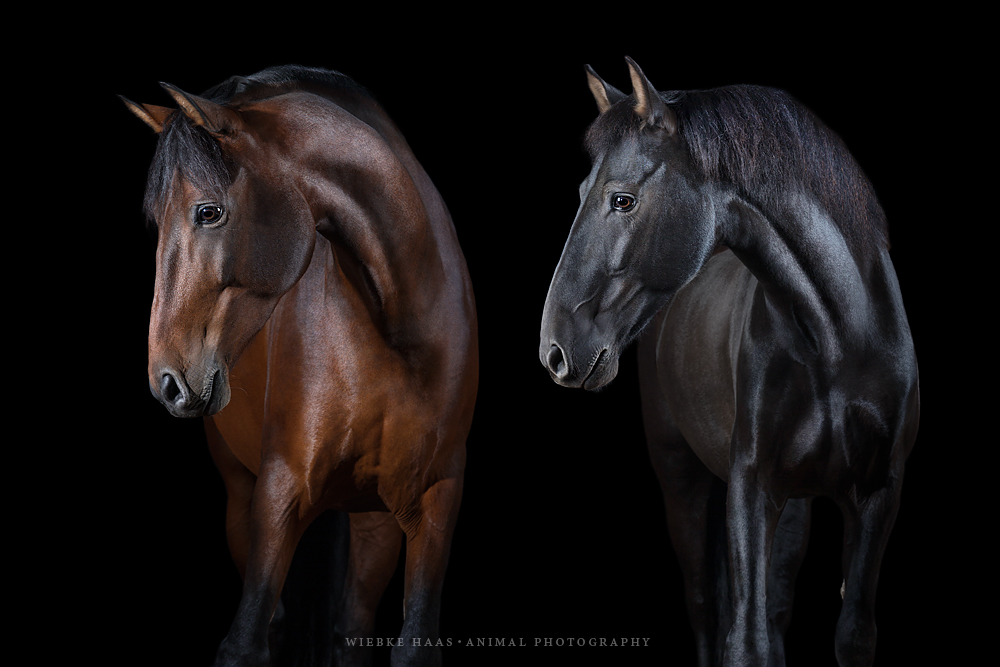 Photographie equine Wiebke Haas