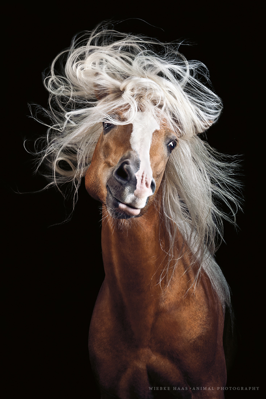 Magnifique photographie equine Wiebke Haas