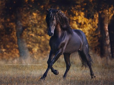 Photographie equine Wiebke Haas