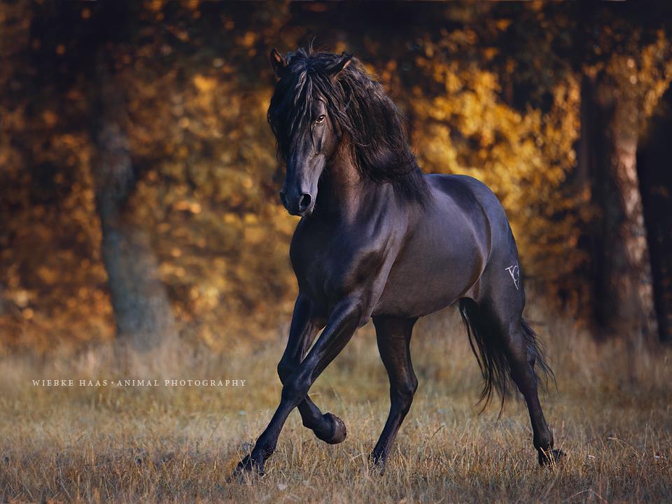 Photographie equine Wiebke Haas