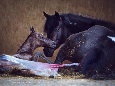 Photographie equine Wiebke Haas