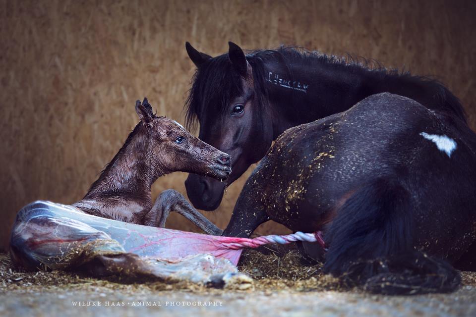 Photographie equine Wiebke Haas