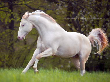 Photographie equine Wiebke Haas