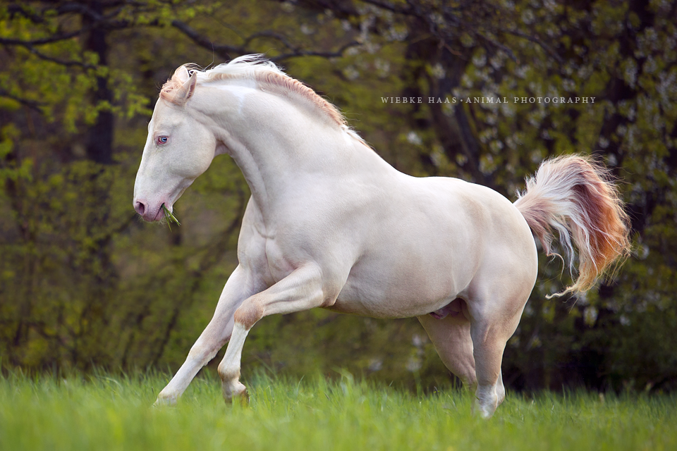 Photographie equine Wiebke Haas