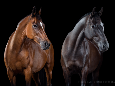 Magnifique photographie equine Wiebke Haas