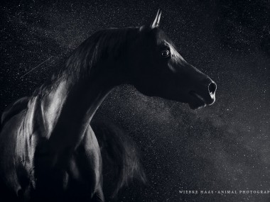 Magnifique photographie equine Wiebke Haas